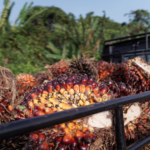Malaysia warns of lower Q3 palm oil prices as Indonesia cuts export tax