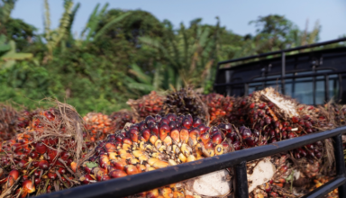 Malaysia warns of lower Q3 palm oil prices as Indonesia cuts export tax