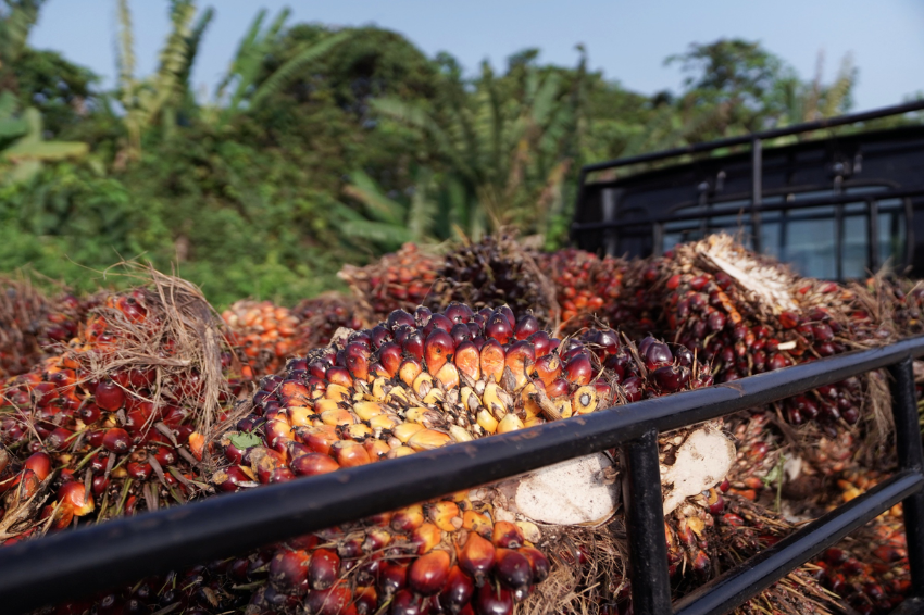 Malaysia warns of lower Q3 palm oil prices as Indonesia cuts export tax