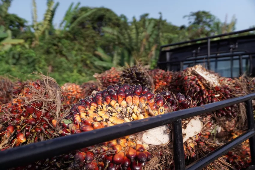 Malaysia warns of lower Q3 palm oil prices as Indonesia cuts export tax