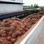 Malaysia's June-end palm oil inventories rise as shipments slow
