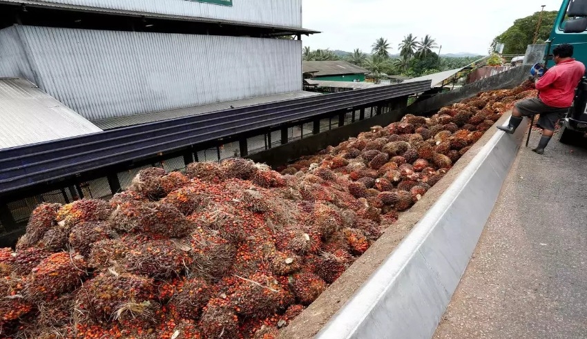 Malaysia's June-end palm oil inventories rise as shipments slow