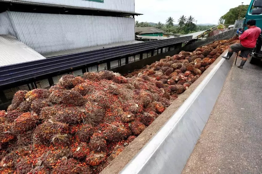 Malaysia’s June-end palm oil inventories rise as shipments slow