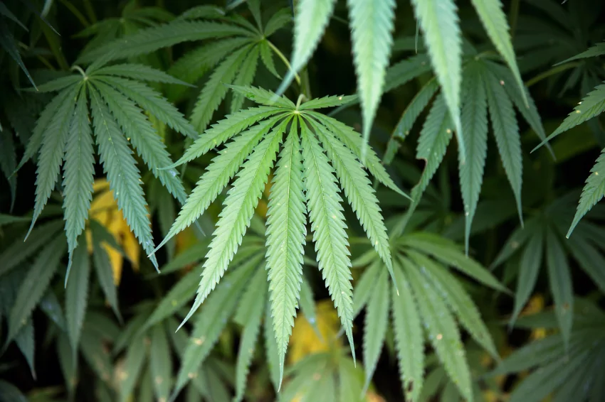 Malaysia’s health ministry welcomes medical cannabis clinical studies