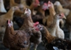 If domestic supply is not affected, Malaysia's chicken export will be considered