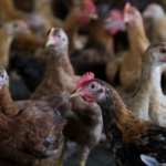 If domestic supply is not affected, Malaysia's chicken export will be considered