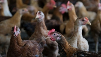 If domestic supply is not affected, Malaysia's chicken export will be considered