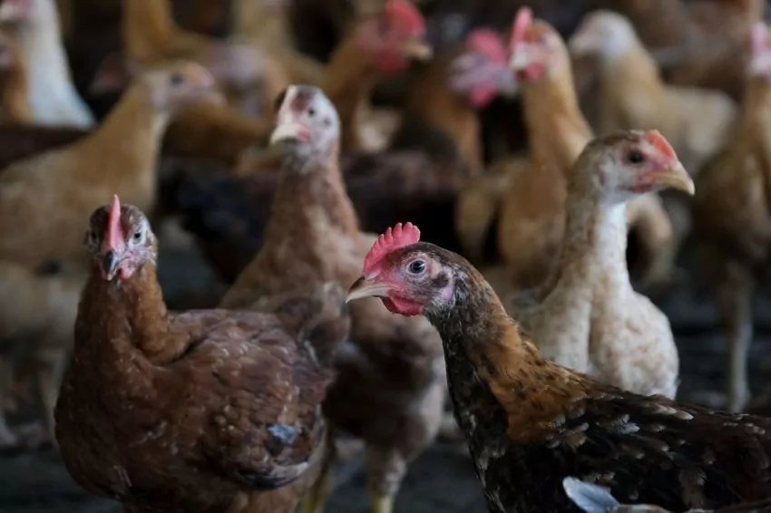 If domestic supply is not affected, Malaysia’s chicken export will be considered