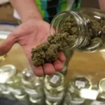 Is legalizing cannabis a good thing for Thailand?