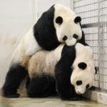 Panda bears Jia Jia and Kai Kai will stay in Singapore until 2027