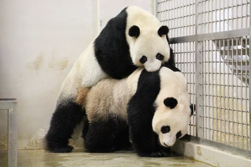 Panda bears Jia Jia and Kai Kai will stay in Singapore until 2027