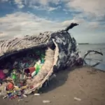 Whales are being killed by noise pollution, but this technology could help