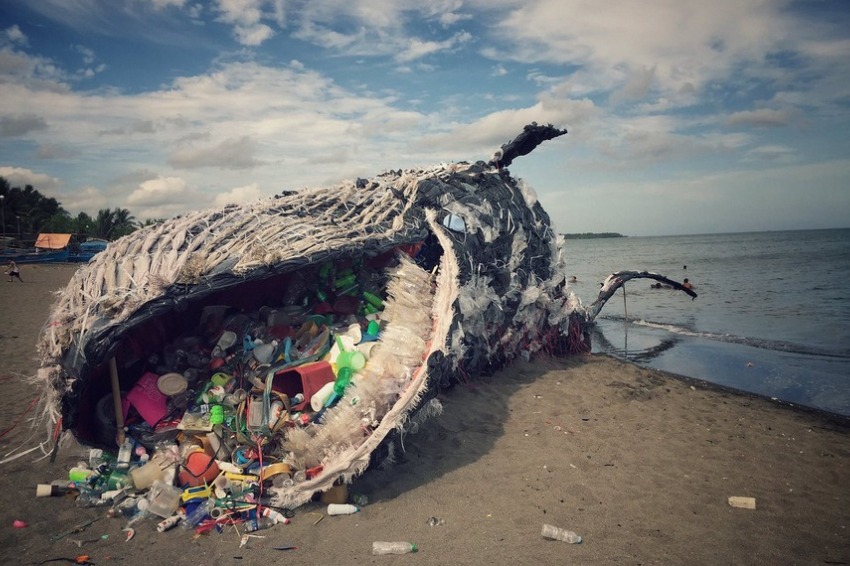 Whales are being killed by noise pollution, but this technology could help