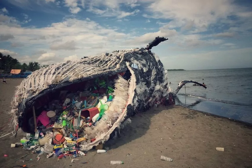Whales are being killed by noise pollution, but this technology could help