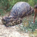 Indonesian woman's body found in python