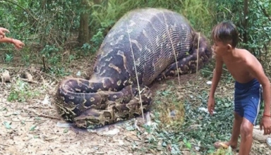 Indonesian woman's body found in python