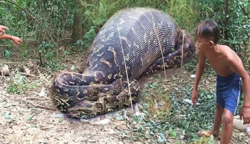 Indonesian woman's body found in python