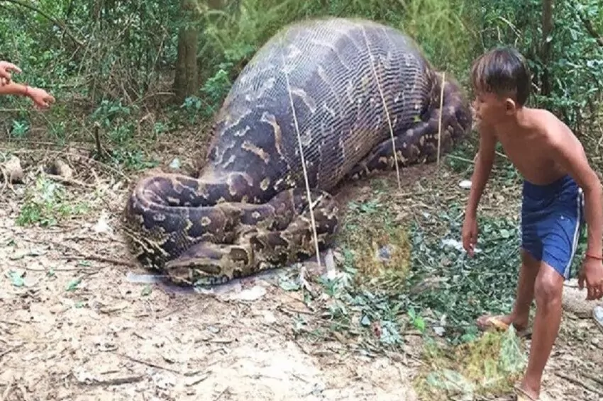 Indonesian woman's body found in python