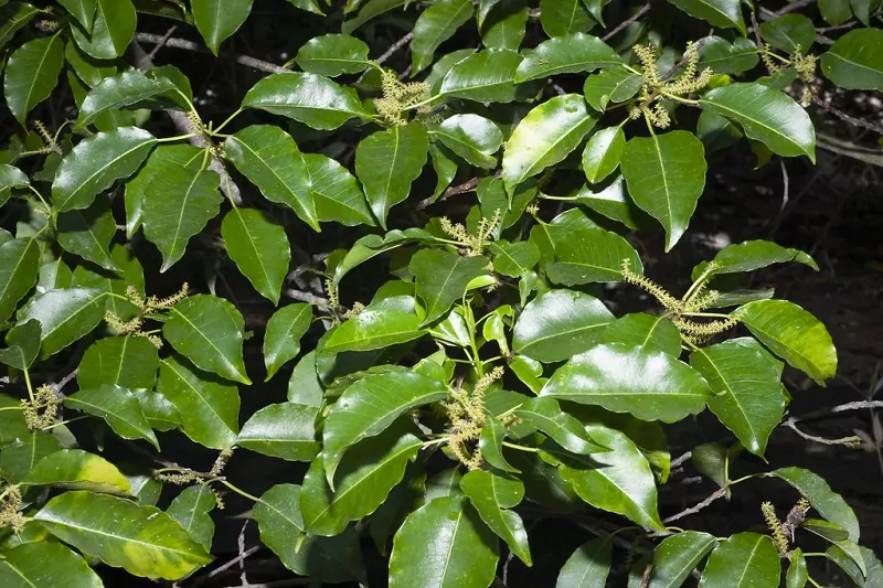 poisonous plants in the philippines