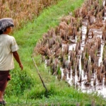 why indonesia uses sorghum as a main food instead of rice