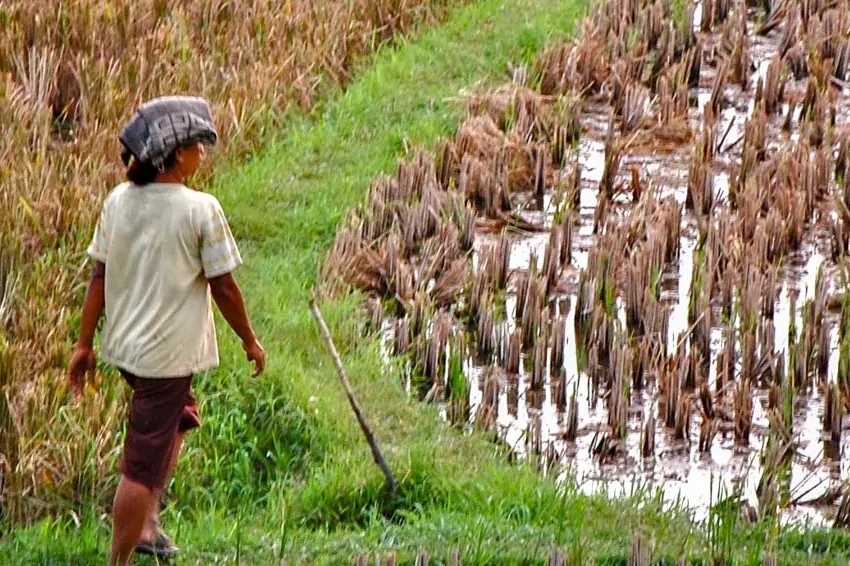 why indonesia uses sorghum as a main food instead of rice