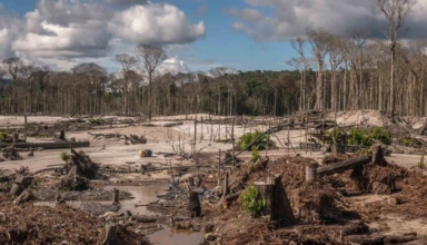 brazil conducts its first anti deforestation operations as part of lula's effort to conserve the amazon