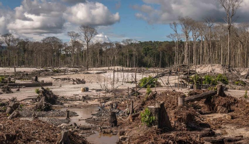 brazil conducts its first anti deforestation operations as part of lula's effort to conserve the amazon