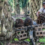 indonesia and malaysia reaches a deal to combat discrimination against palm oil