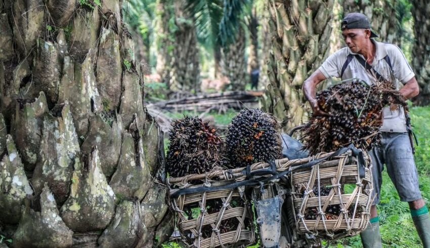 indonesia and malaysia reaches a deal to combat discrimination against palm oil