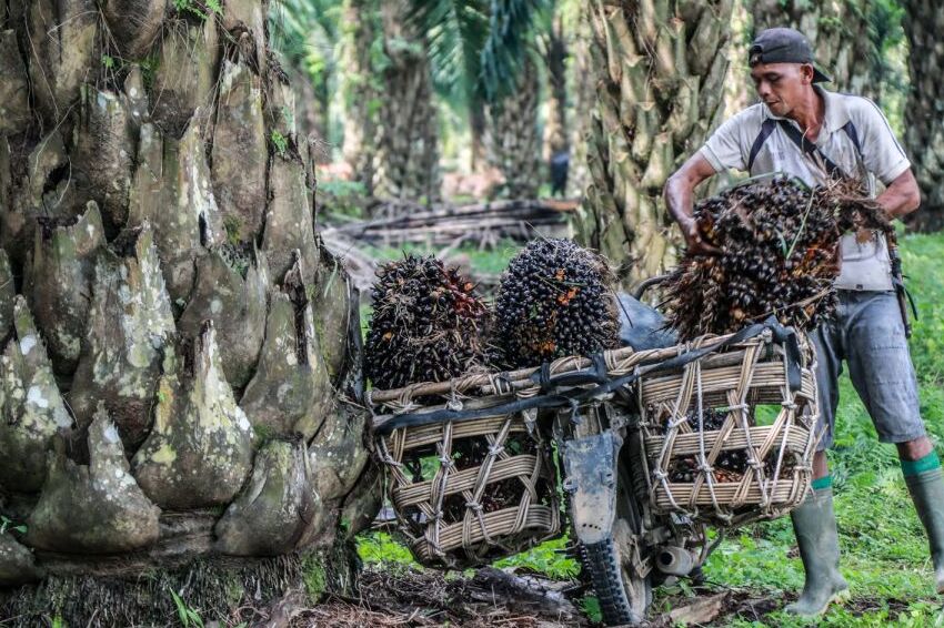 indonesia and malaysia reaches a deal to combat discrimination against palm oil