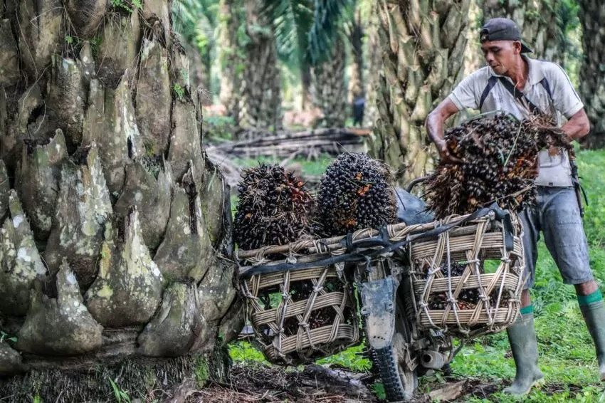 indonesia and malaysia reaches a deal to combat discrimination against palm oil