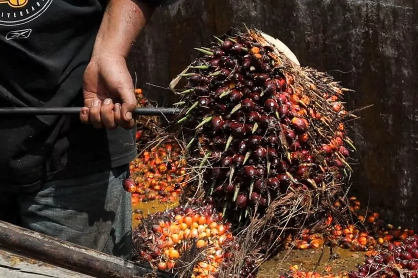 malaysian firms are pleased with the reduced need for foreign labor, but worries remain
