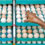 malaysia's egg scarcity propels indian hatcheries to record exports