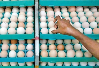 malaysia's egg scarcity propels indian hatcheries to record exports