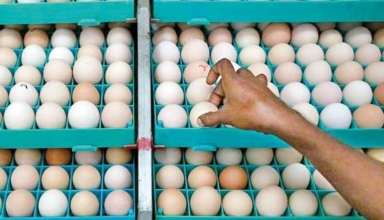 malaysia's egg scarcity propels indian hatcheries to record exports