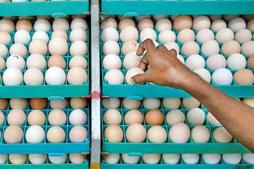 Malaysia’s egg scarcity propels Indian hatcheries to record exports