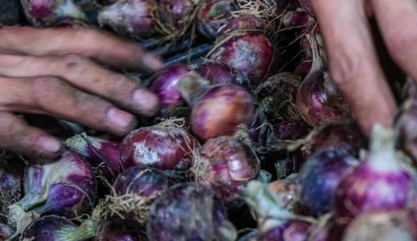 onion prices are falling faster than imports, putting farmers' lives at risk