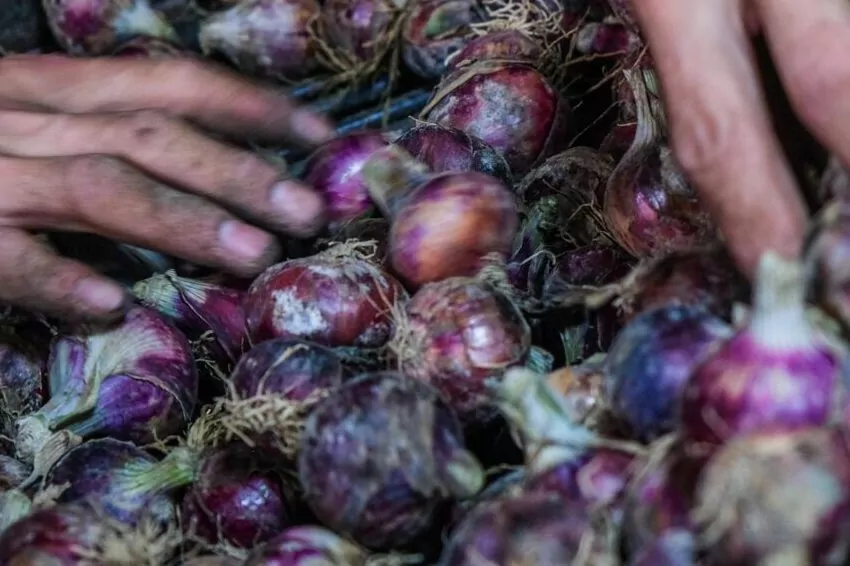 onion prices are falling faster than imports, putting farmers' lives at risk