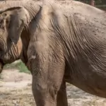 after 25 years of tourist rides in thailand, the elephant's back caves in