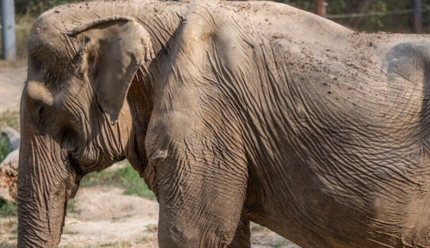 after 25 years of tourist rides in thailand, the elephant's back caves in
