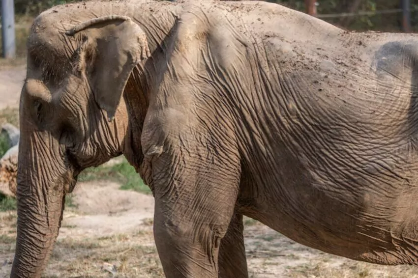 after 25 years of tourist rides in thailand, the elephant's back caves in
