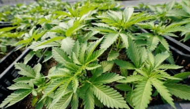 hong kong outlaws cannabis derivative, forcing enterprises to close or change