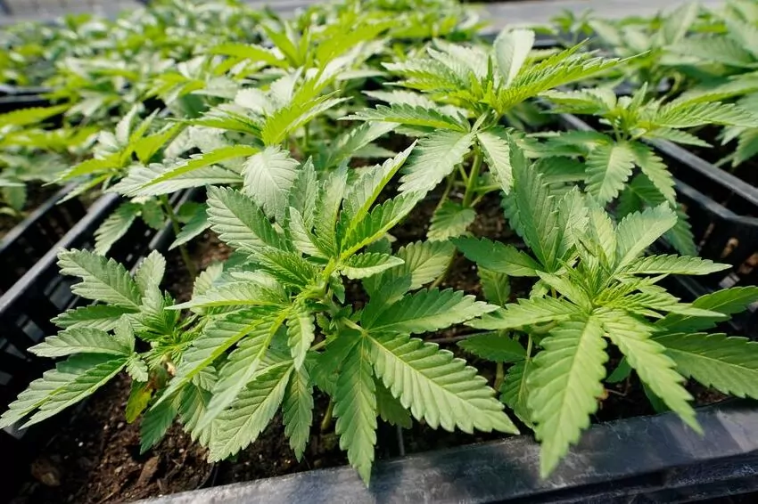 hong kong outlaws cannabis derivative, forcing enterprises to close or change