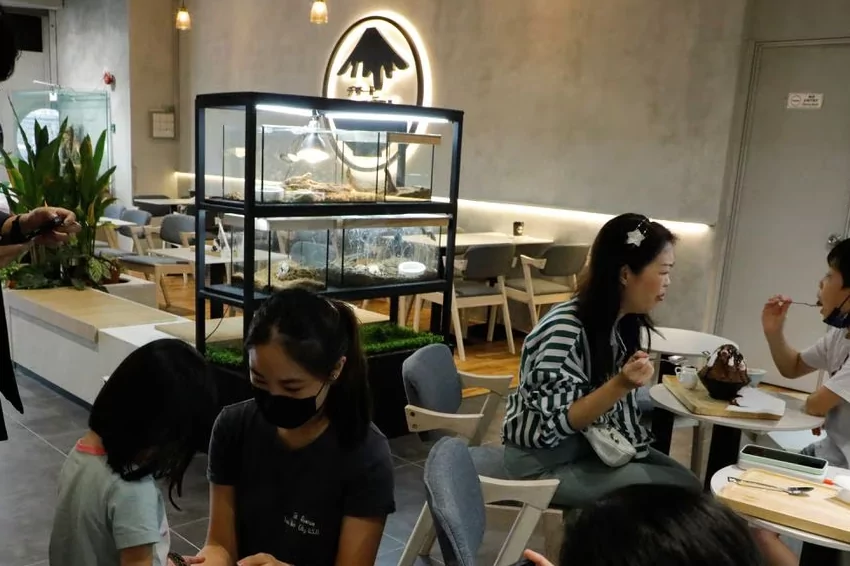in malaysia's first reptile cafe, snakes, lizards, and desserts mingle