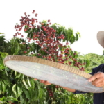nestle commits to supporting sustainable coffee farming in malaysia