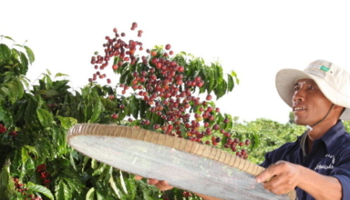 nestle commits to supporting sustainable coffee farming in malaysia