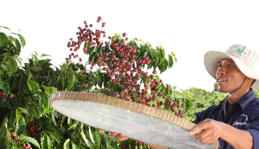nestle commits to supporting sustainable coffee farming in malaysia