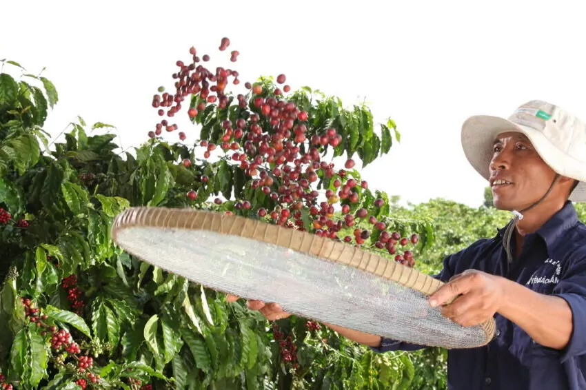 nestle commits to supporting sustainable coffee farming in malaysia