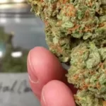 singapore court sentences man to death for possessing cannabis