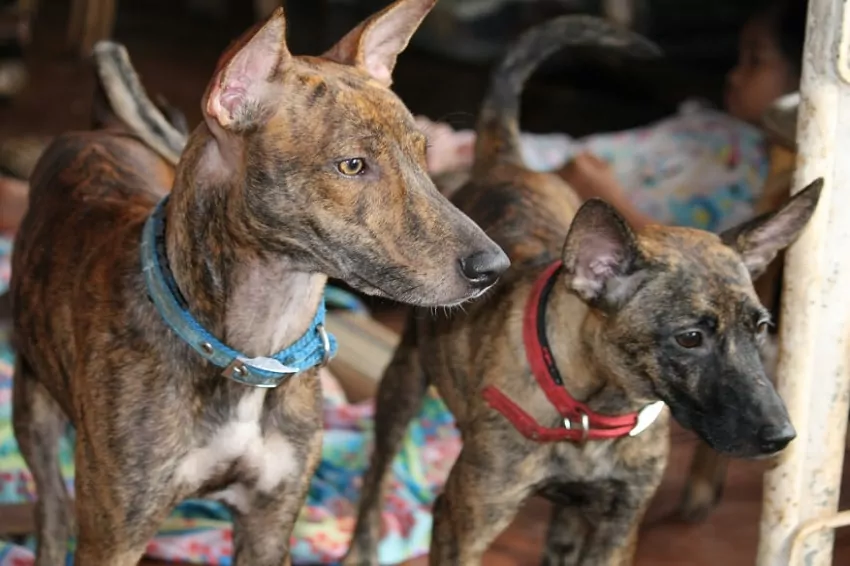 the philippine witch dog heredity could be as old as 36000 years